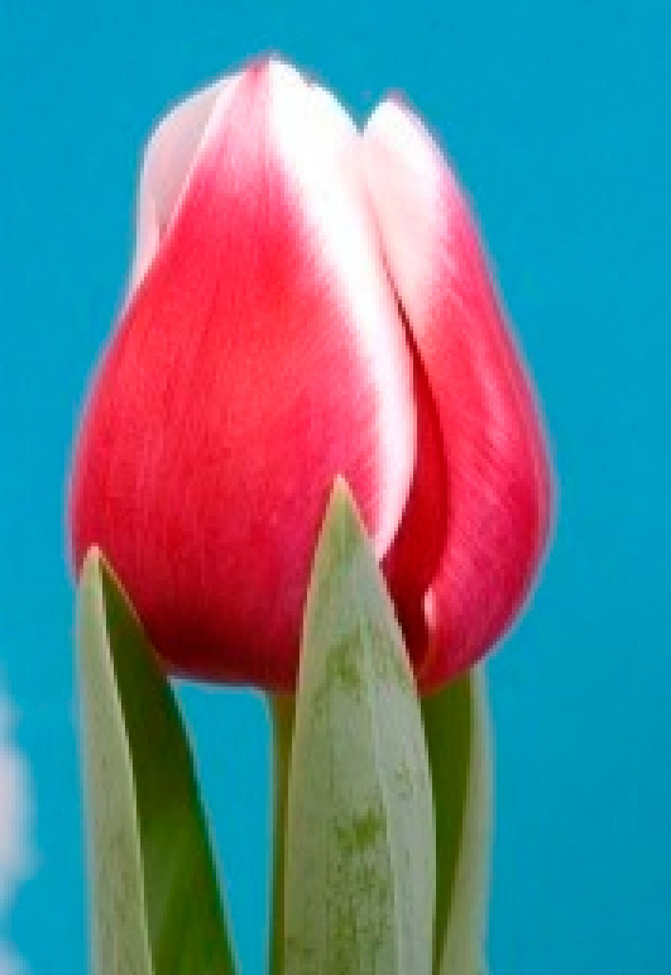 тюльпан лех валенса фото