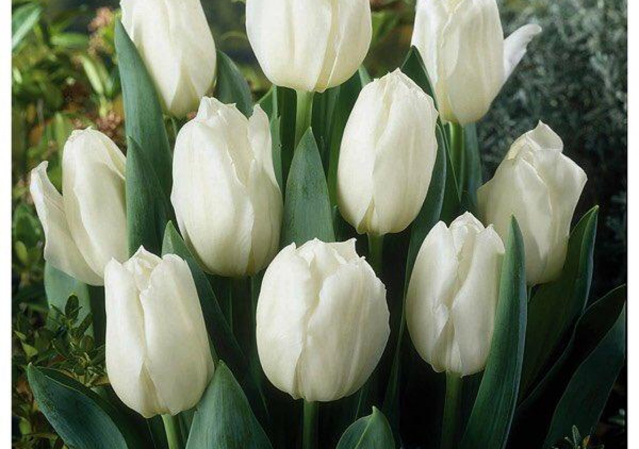 White Marvel тюльпан