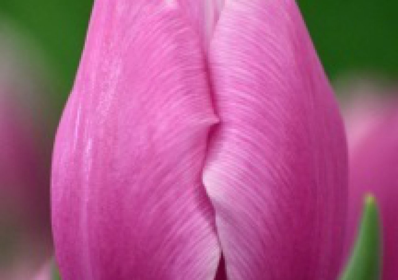 Amedea тюльпан